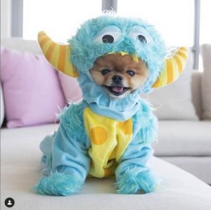 pet influencers