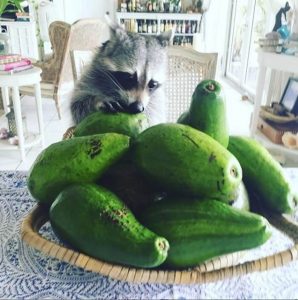 pet influencers