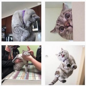 pet influencers